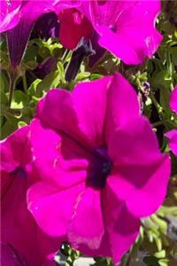 Floral 2019 Daily Planner Pretty Purple Geraniums 384 Pages