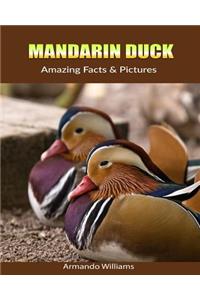 Mandarin Duck: Amazing Facts & Pictures