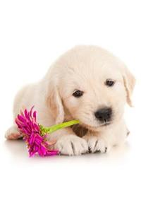 Golden Retriever Notebook