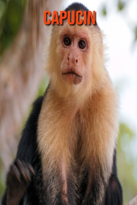 Capucin
