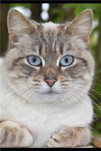 Charmingly Earnest Blue-Eyed Cat Pet Portrait Journal