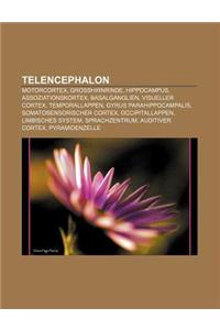 Telencephalon: Motorcortex, Grosshirnrinde, Hippocampus, Assoziationskortex, Basalganglien, Visueller Cortex, Temporallappen