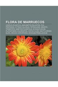 Flora de Marruecos: Cedrus Atlantica, Anacamptis Palustris, Poa Pratensis, Cytisus Villosus, Tetraclinis, Genista Tridentata