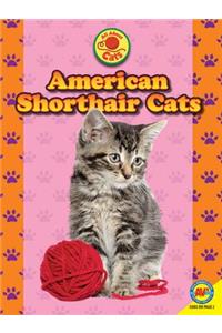 American Shorthair Cats