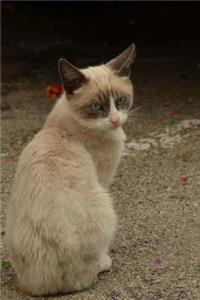 Siamese Cat Animal Journal