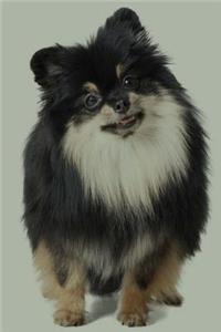 Pomeranian