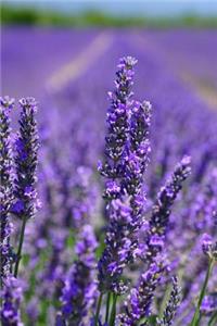 Purple Lavender Flower Fields in Oregon USA Journal