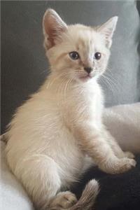 Such An Adorable White Kitten Pet Journal