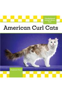 American Curl Cats