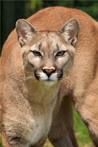 Cougar Portrait Journal