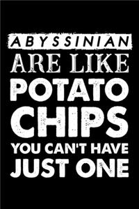 Abyssinian Are Like Potato Chips You Can't Have Just One