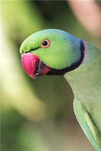 Rose-ringed Parakeet (Psittacula Krameri) Bird Journal