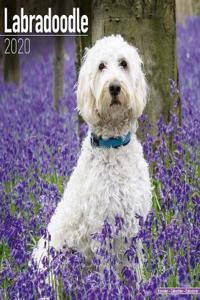 Labradoodle Calendar 2020