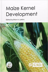 Maize Kernel Development