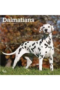 Dalmatians 2020 Square
