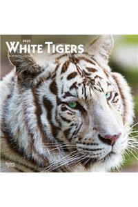 White Tigers 2020 Square