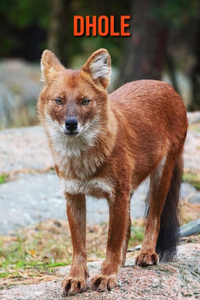 Dhole