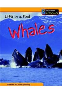 Animal Groups: Life in a Pod of Whales