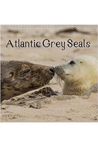 Atlantic Grey Seals 2018