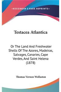 Testacea Atlantica