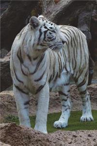 The White Bengal Tiger Journal