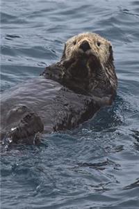 Say Hello to the Sea Otter Journal