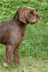 Pudelpointer