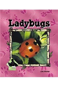 Ladybugs