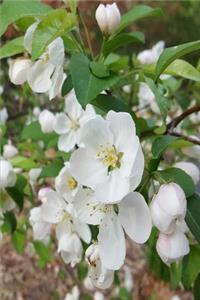 2020 Weekly Planner Spring Flowering Tree Branch Full Bloom 134 Pages