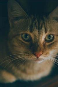 Cat Journal