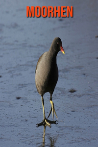 Moorhen