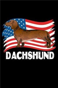Dachshund