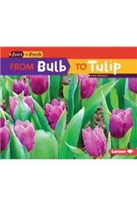 From Bulb to Tulip