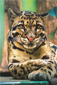 Clouded Leopard Portrait Journal
