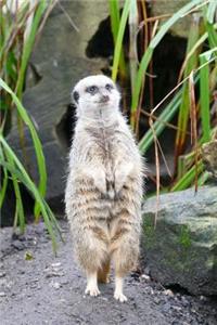 An Adorable Solitary Meerkat Standing at Attention Journal