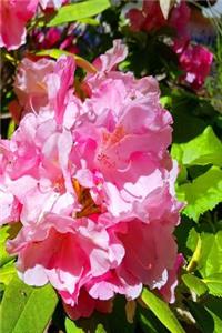 Journal Pink Summer Blooms