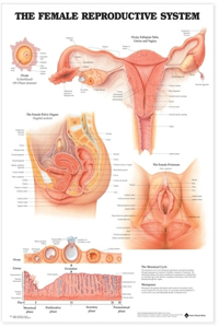 Female Reproductive System Anatomical Chart