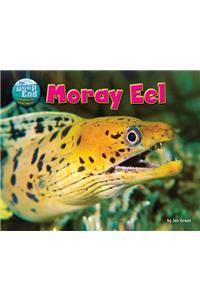 Moray Eel