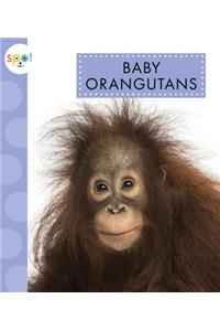 Baby Orangutans