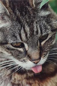 American Wirehair Cat Sticks Out Its Tongue Journal