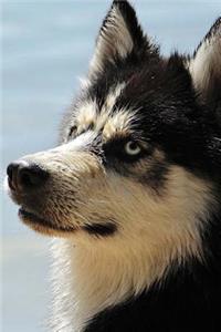 Regal Husky Dog