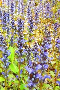 2019 Daily Planner Pretty Purple Flowers Field 384 Pages