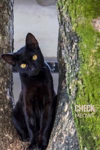 Check Meowt