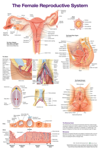 The Female Reproductive System Anatomical Chart