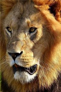 Lions Notebook