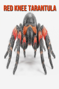 Red Knee Tarantula