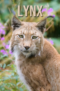 Lynx