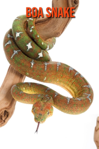 Boa Snake