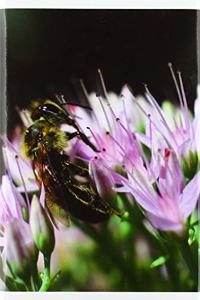 Bees Feeding Time