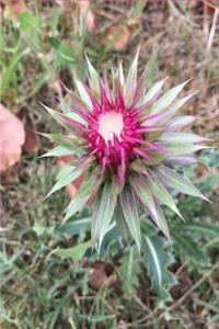 My Scotchthistle Notebook